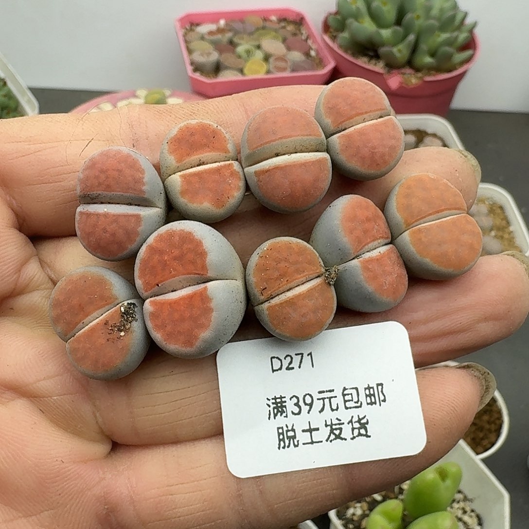 271多肉哈哈哈哈哈哈哈哈哈