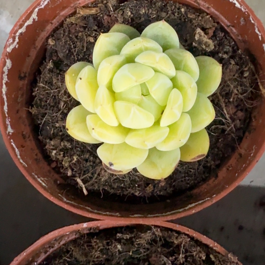 雪花珍妮 单头 一物一拍