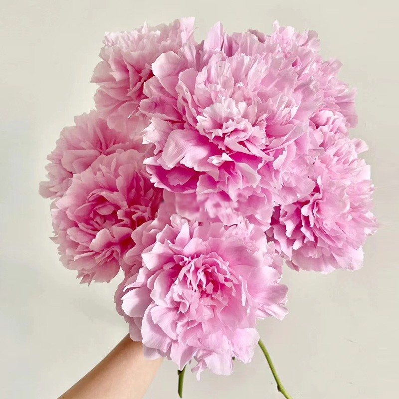 【晴雯-芍药花苗】重瓣芍药花苗带芽四季开花多年生阳台庭院盆栽