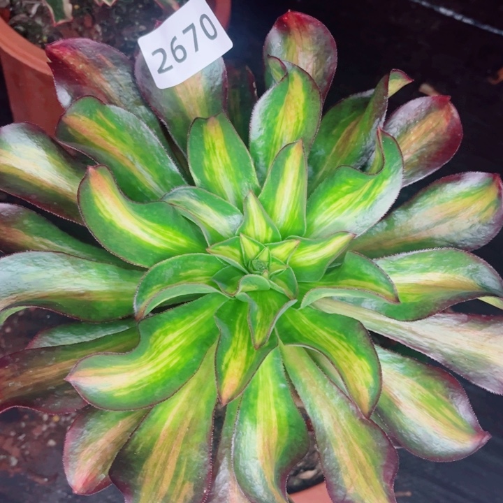 用***2魅影宽中班多肉发货有个疤