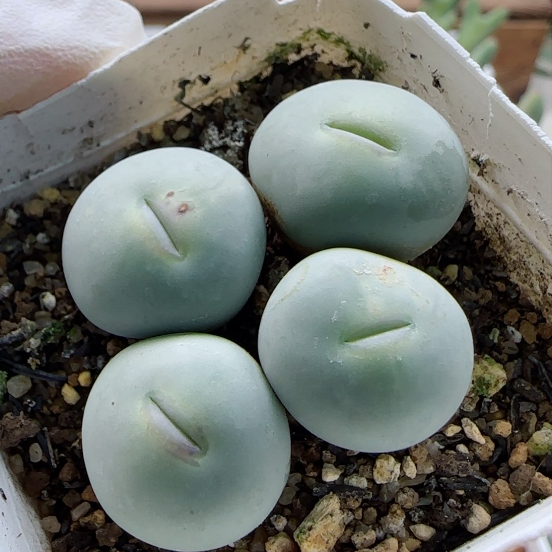 1-22-7-6当天满58包邮大型嘟嘟嘴1.9多肉脱土