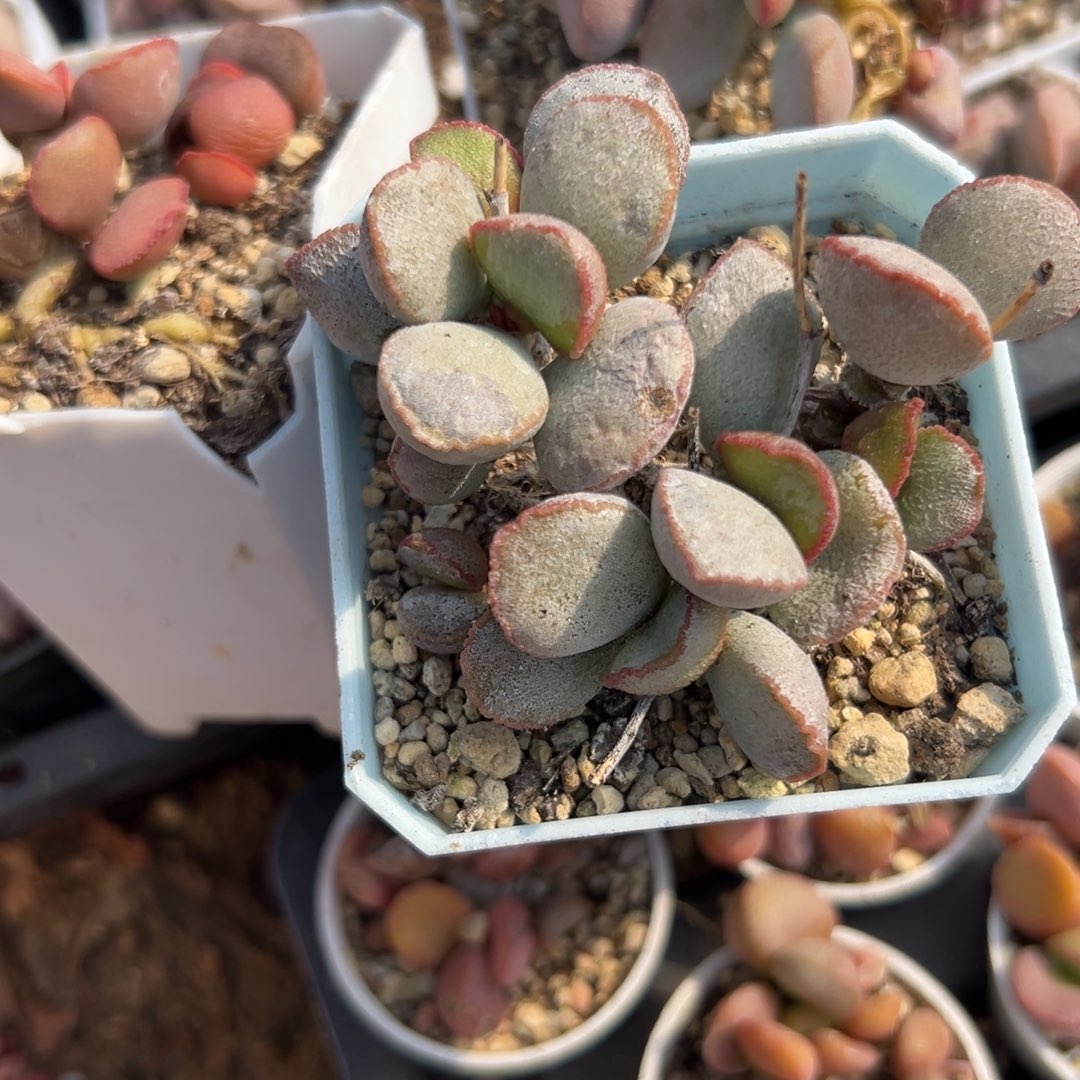 多肉植物多肉植物