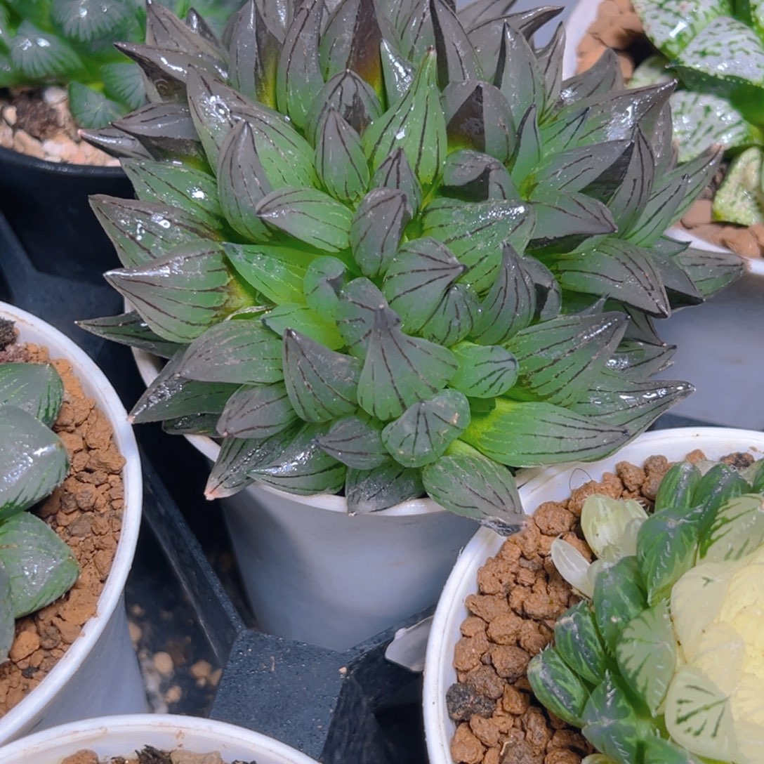 万象盆西瓜寿多肉多肉一颗