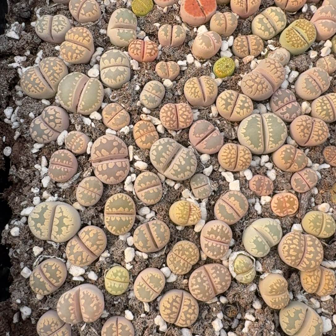 12033-大牙福利3颗