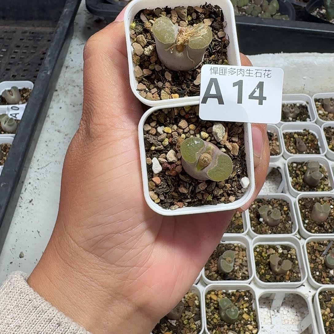 14多肉植物多肉植物