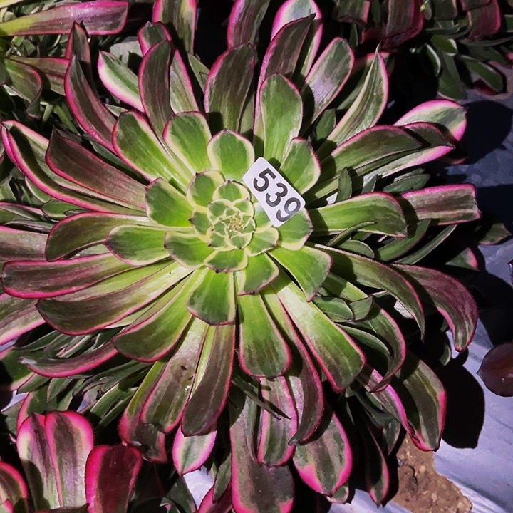 539天和多肉植物处理不售后