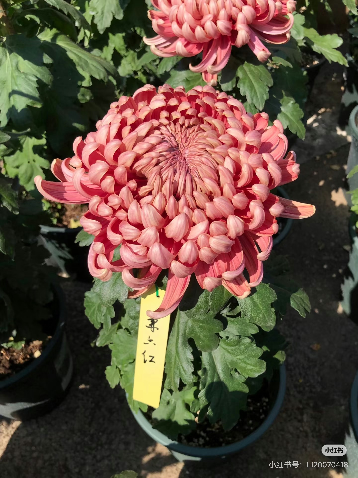 【国华兼六红】独本超大花型  稀缺菊花 原盆原土发货