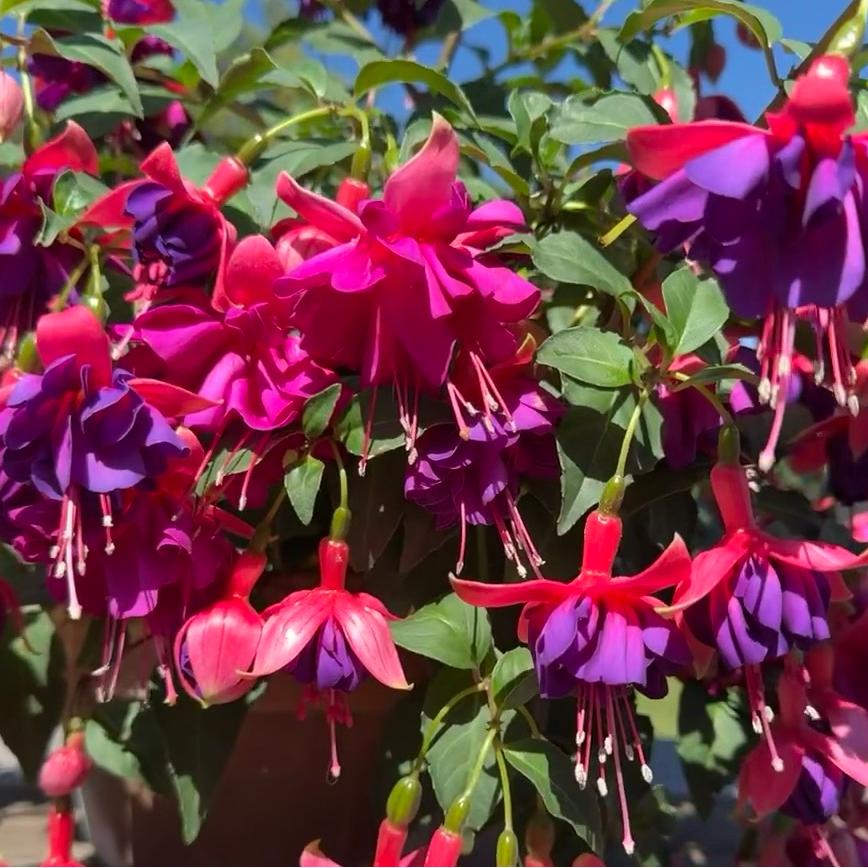 【灯笼花-紫色棒棒糖】盆栽植物 勤花机器 易养护