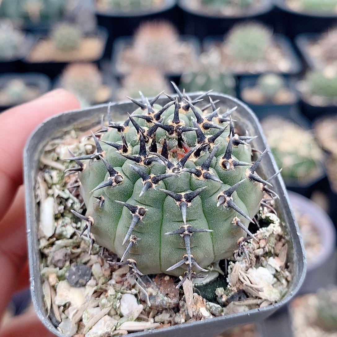 实生黑刺凤头3.7公分左右