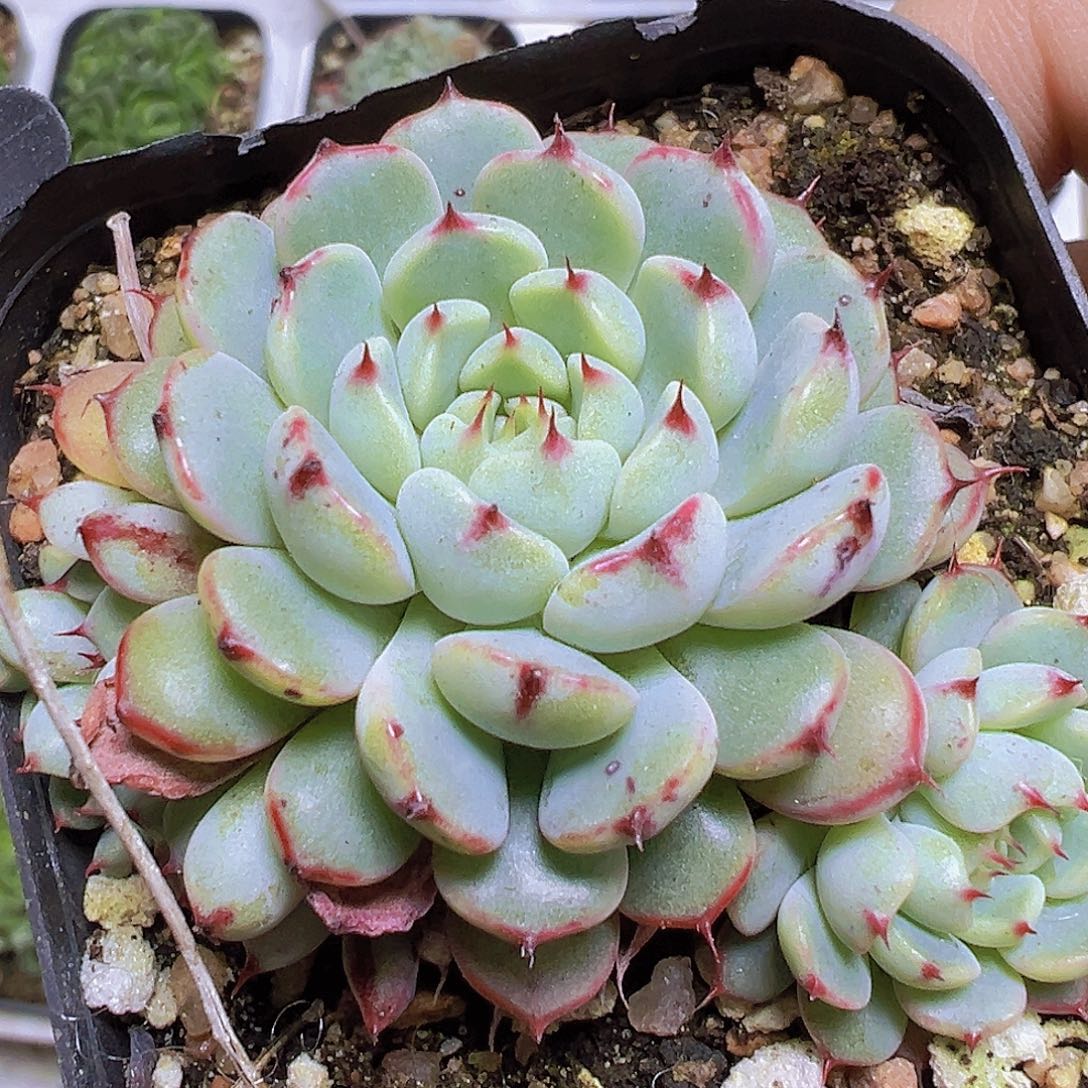 老红衣19包邮多肉植物