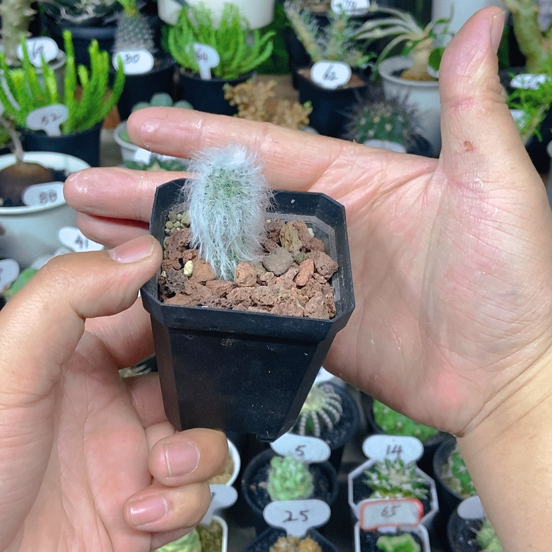 白发虾一个一物一拍