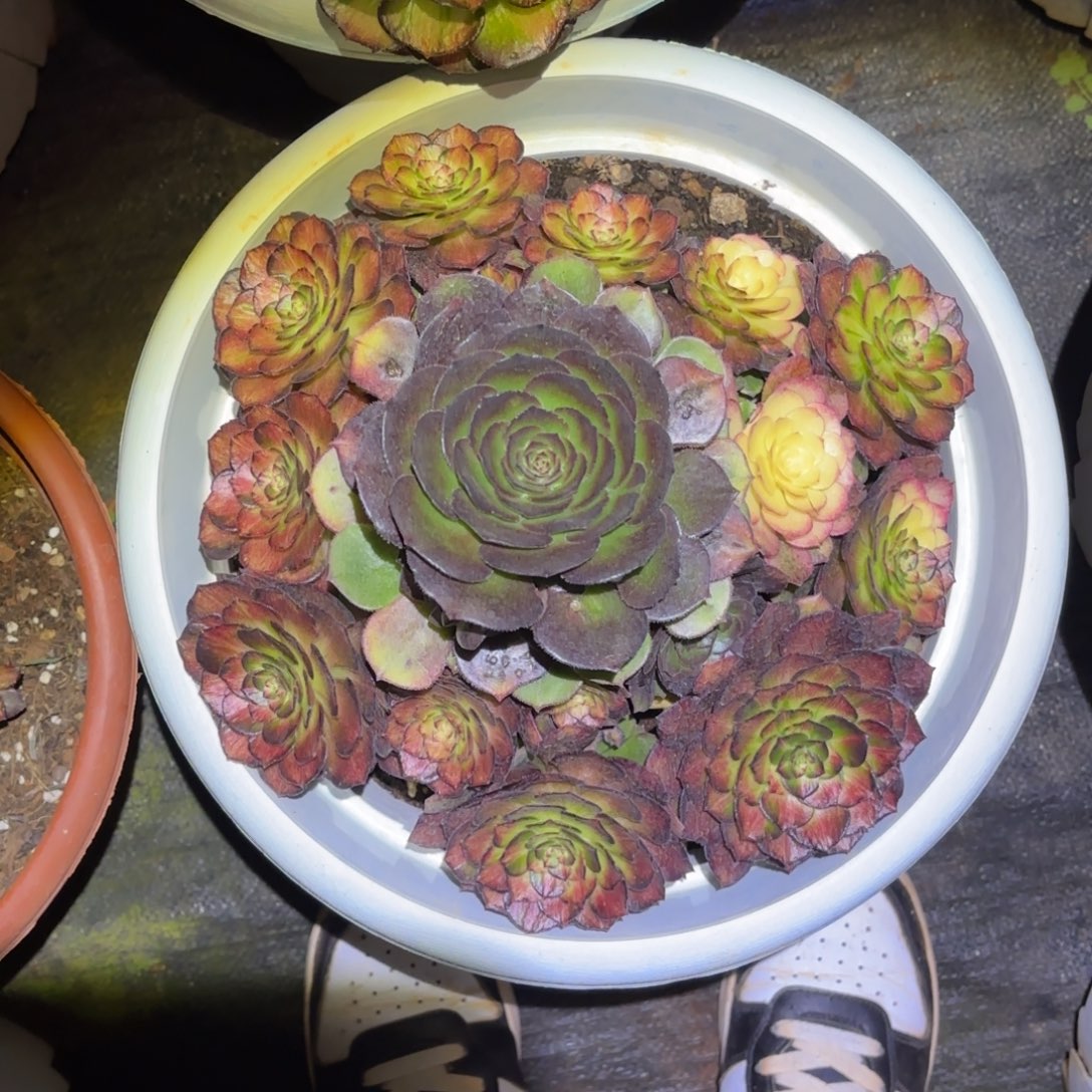 云南多肉植物海王七彩