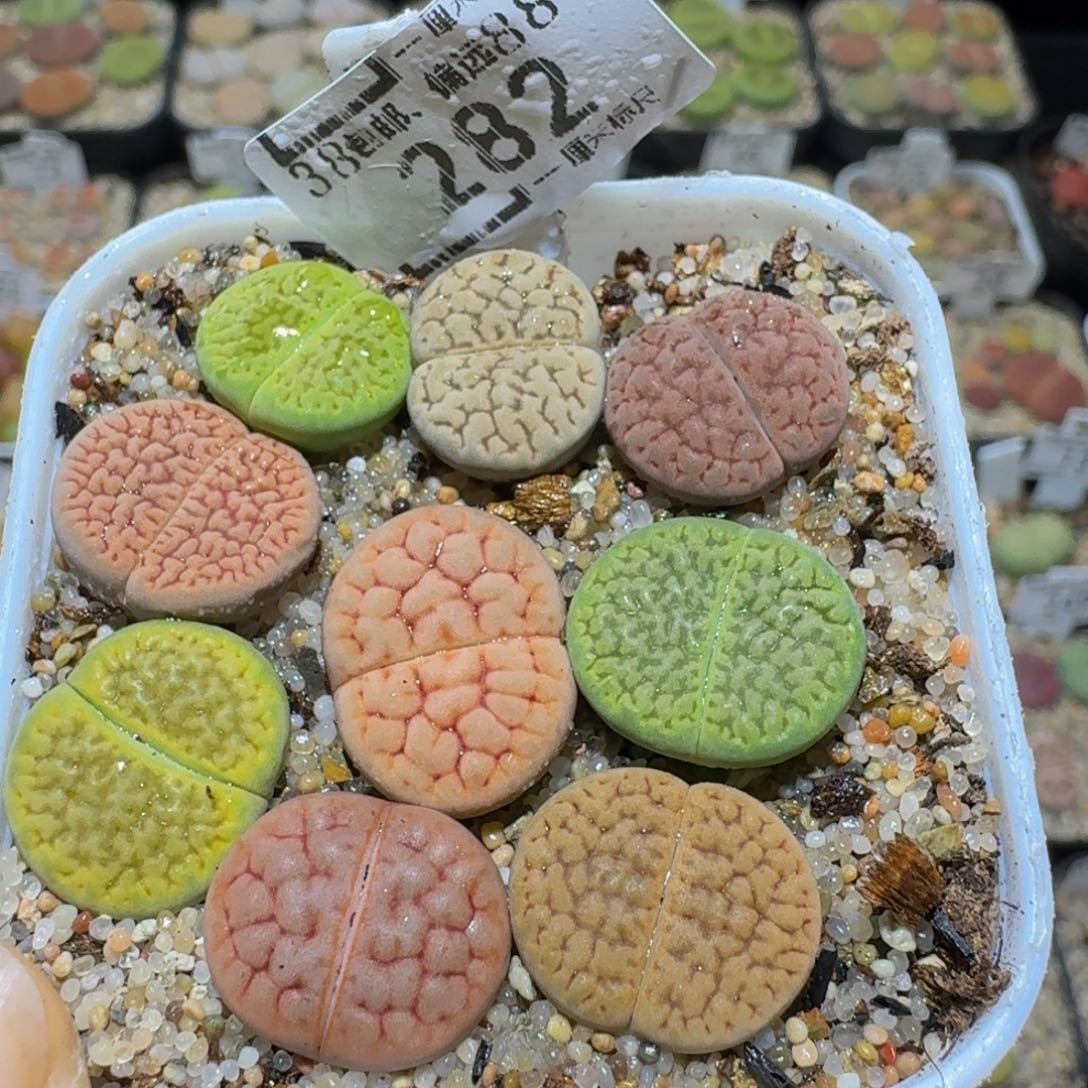 Ssss精品生石花282