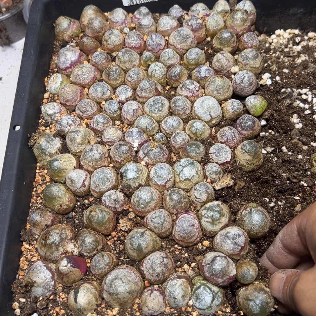 【闪购商品】干****? 662。     