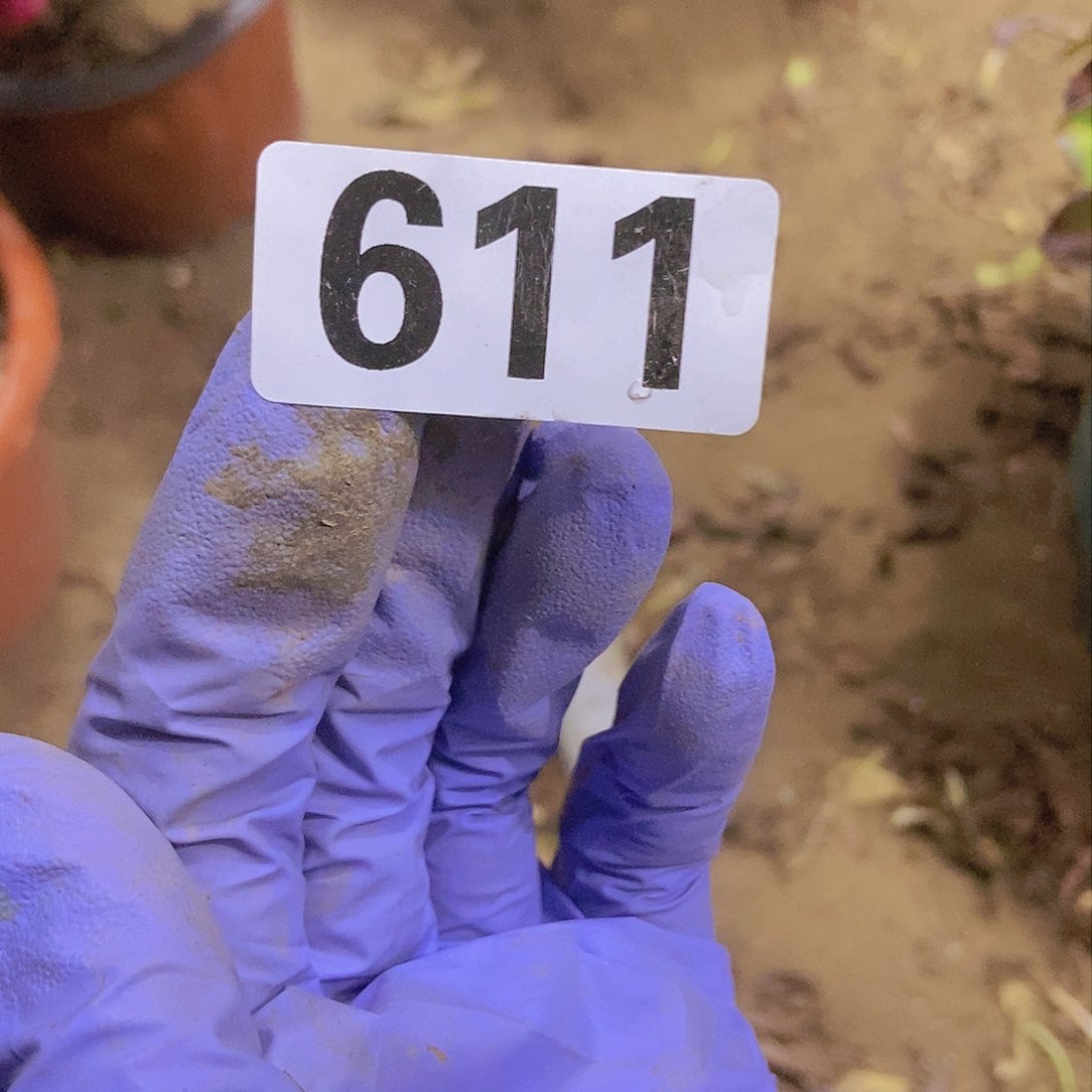 @*宇安娜老庄手捧朵朵有断指