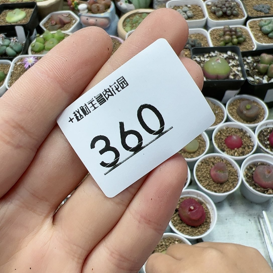 【闪购商品】琳**宝360 全部脱土