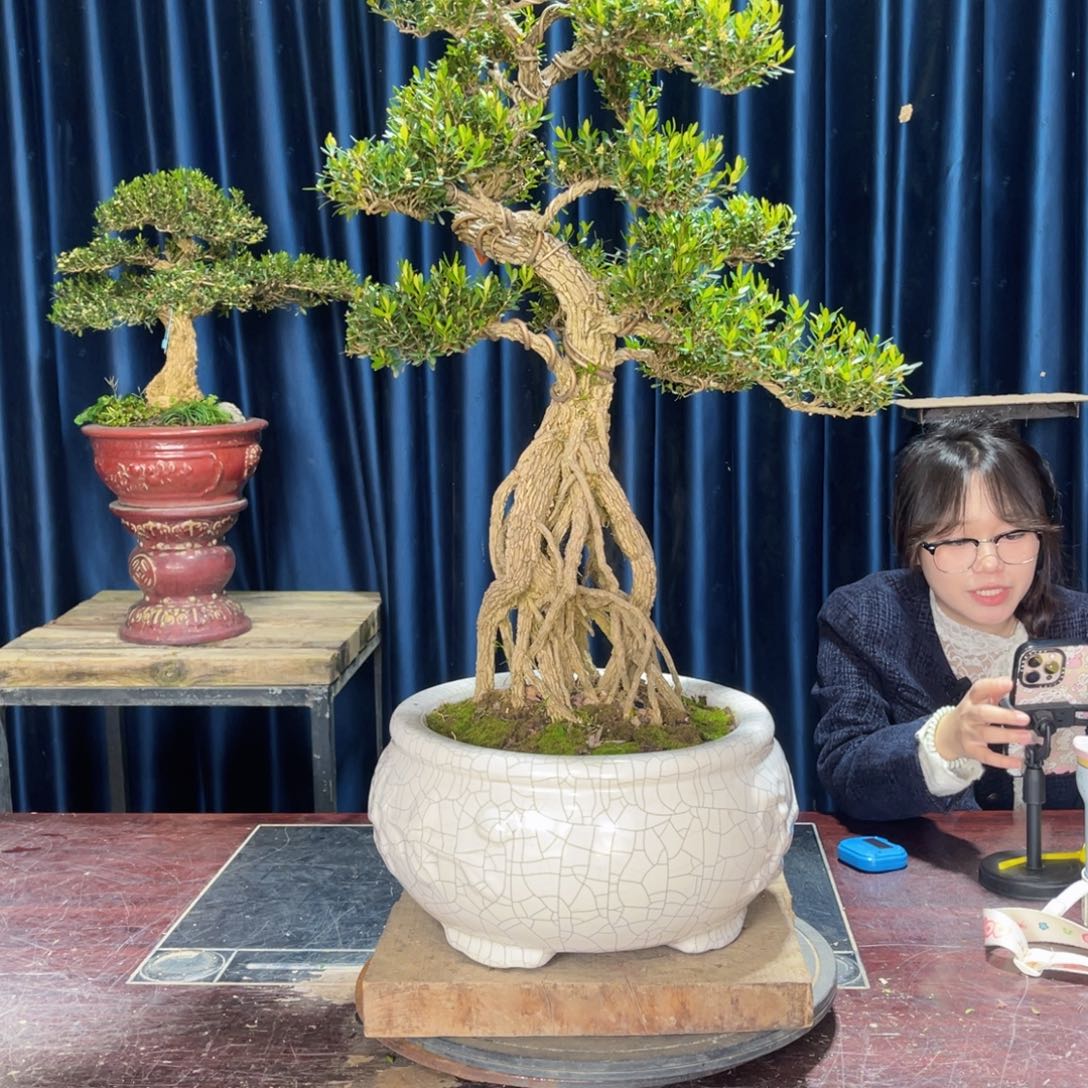 四季常青老桩黄杨盆景