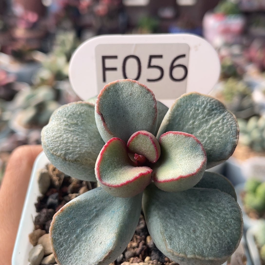     白雪公主。  F056。  