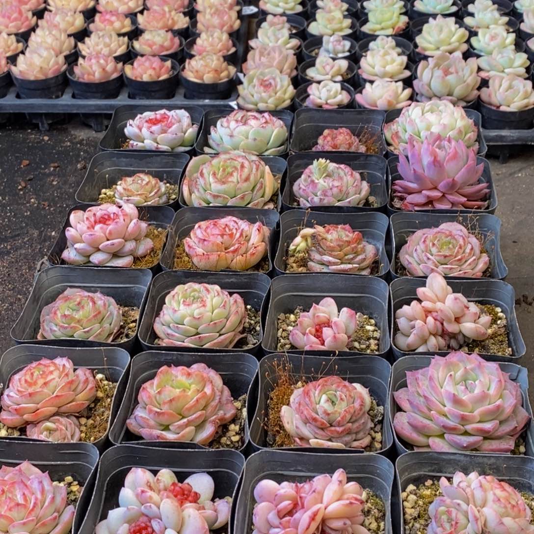828多肉植物保护研究所所长助理研究员