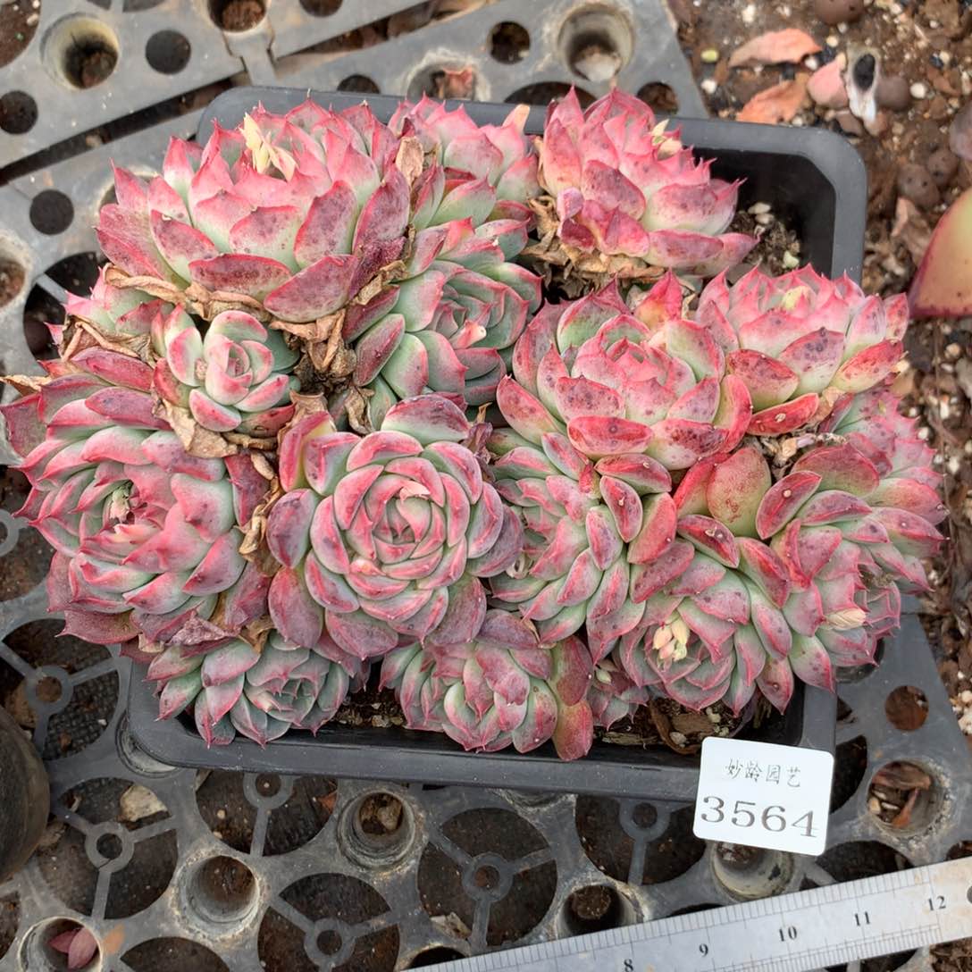 3564杂交精品基地20厘米