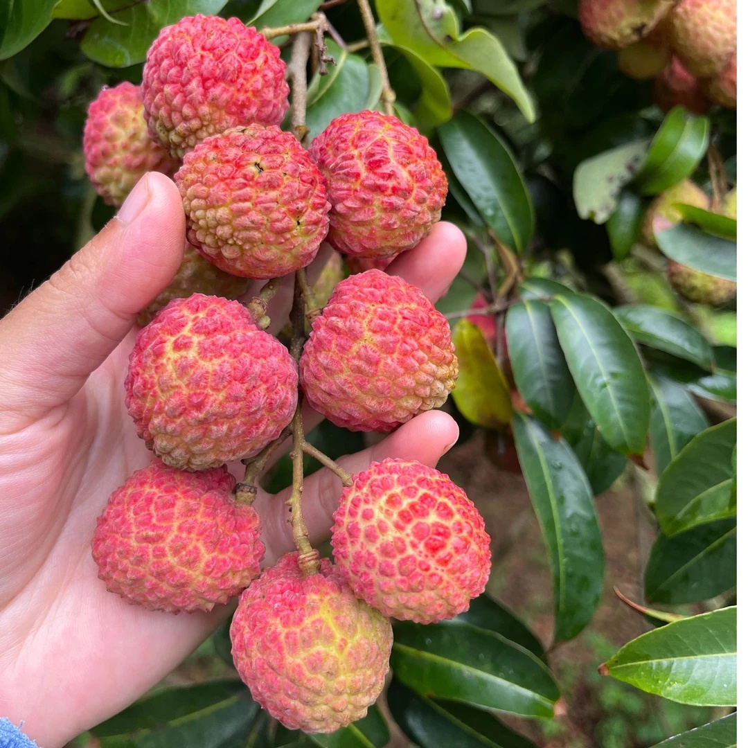 【顺丰京东】现摘现发广东东莞观音绿熟果荔枝当季鲜水果顺丰冷链D