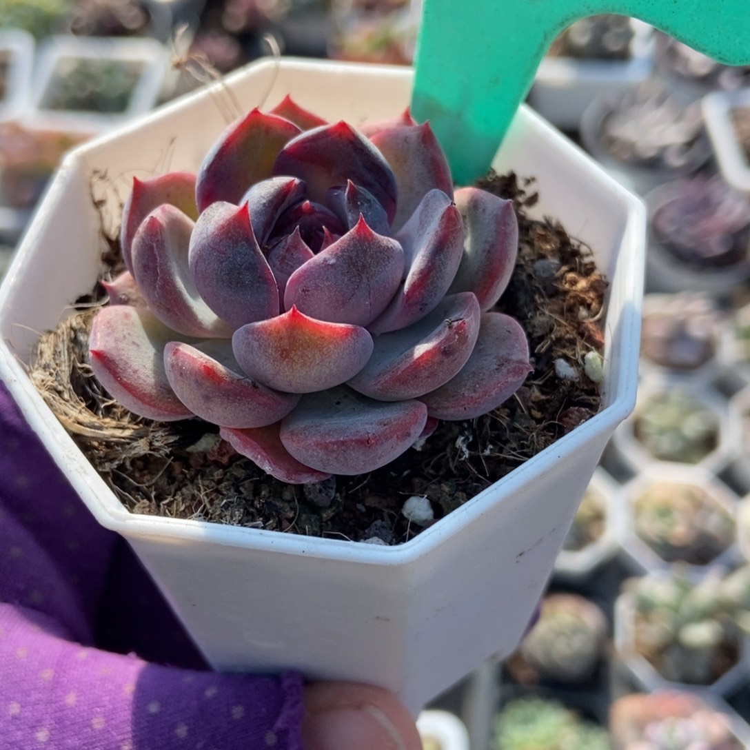 1885蓝莓多肉植物多肉植物