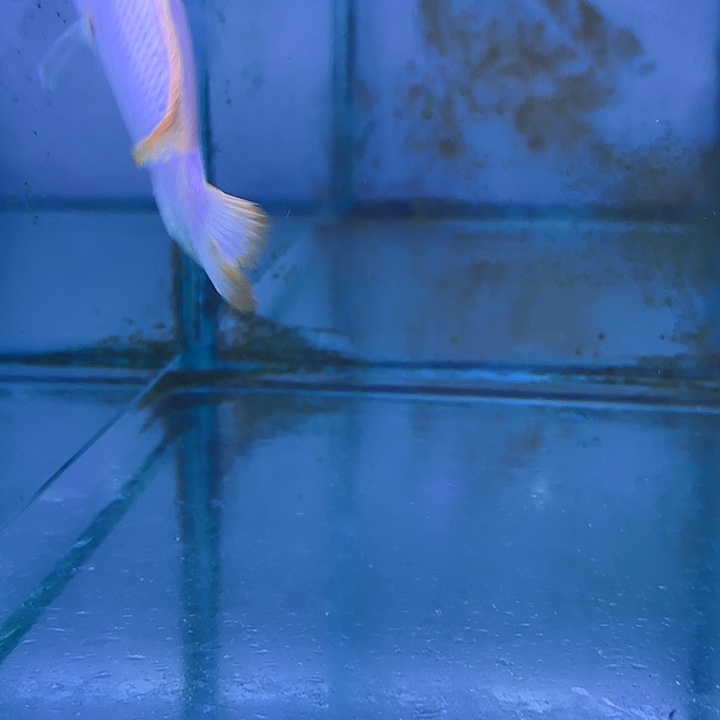 纳***奇慈鲷鱼143号1111111111111