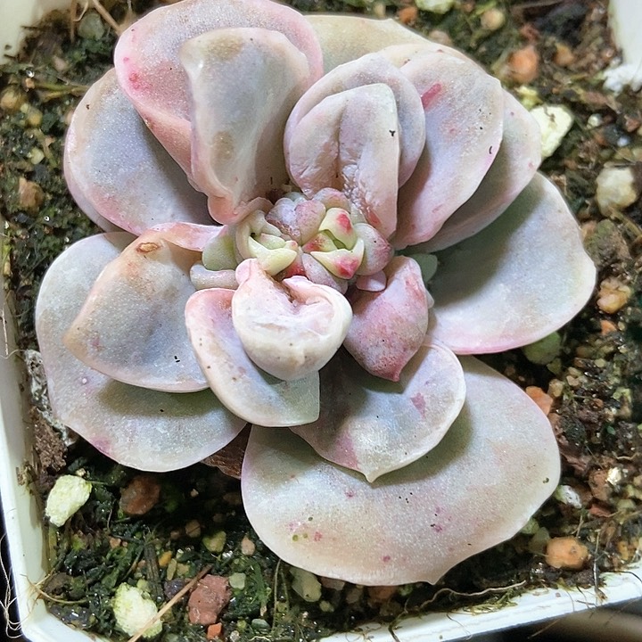 多肉植物1602多肉