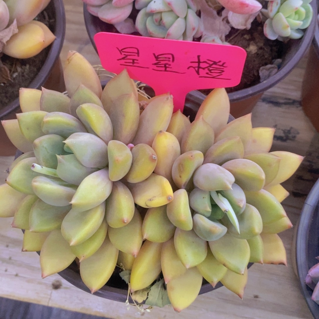 多肉植物，活动专场