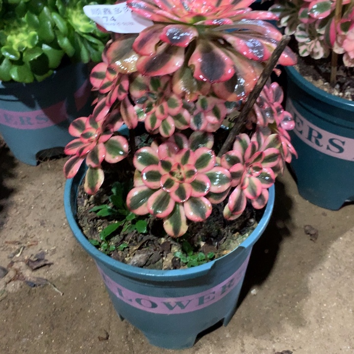 374初恋多肉植物特价