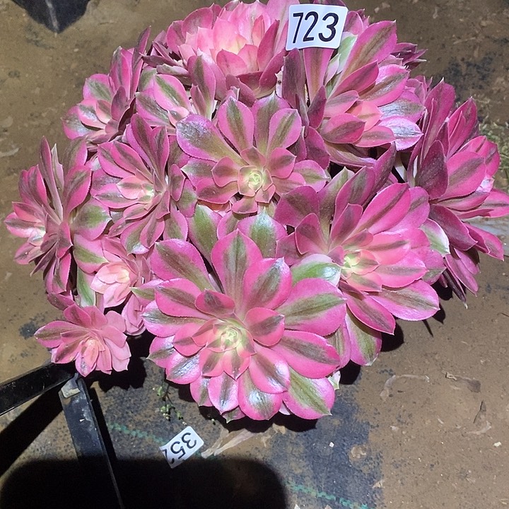 多肉植物法师723女巫