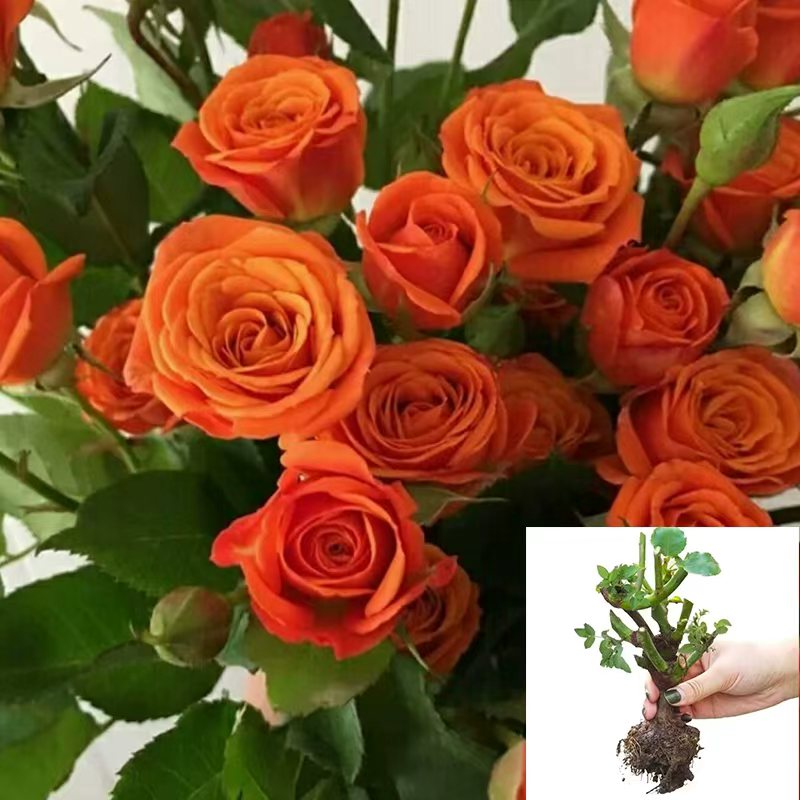 【橙色芭比】云南香水玫瑰修剪好花桩好养大花大苗盆栽地栽浓香