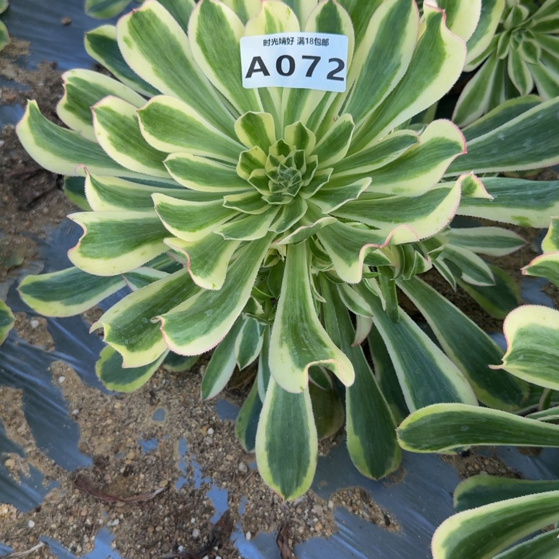 昨***辰072白兰地。多肉植物
