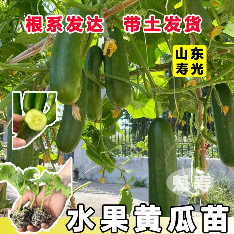 无刺强雌水果黄瓜苗秧带土球带刺大黄瓜种子春秋四季连续结瓜蔬菜
