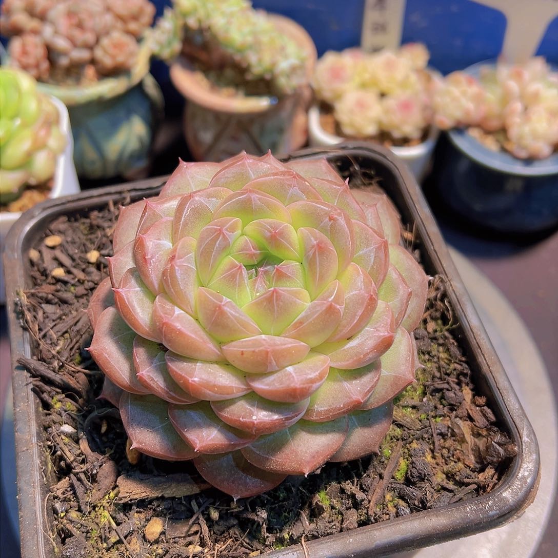 书**然珍妮，裸根发货，