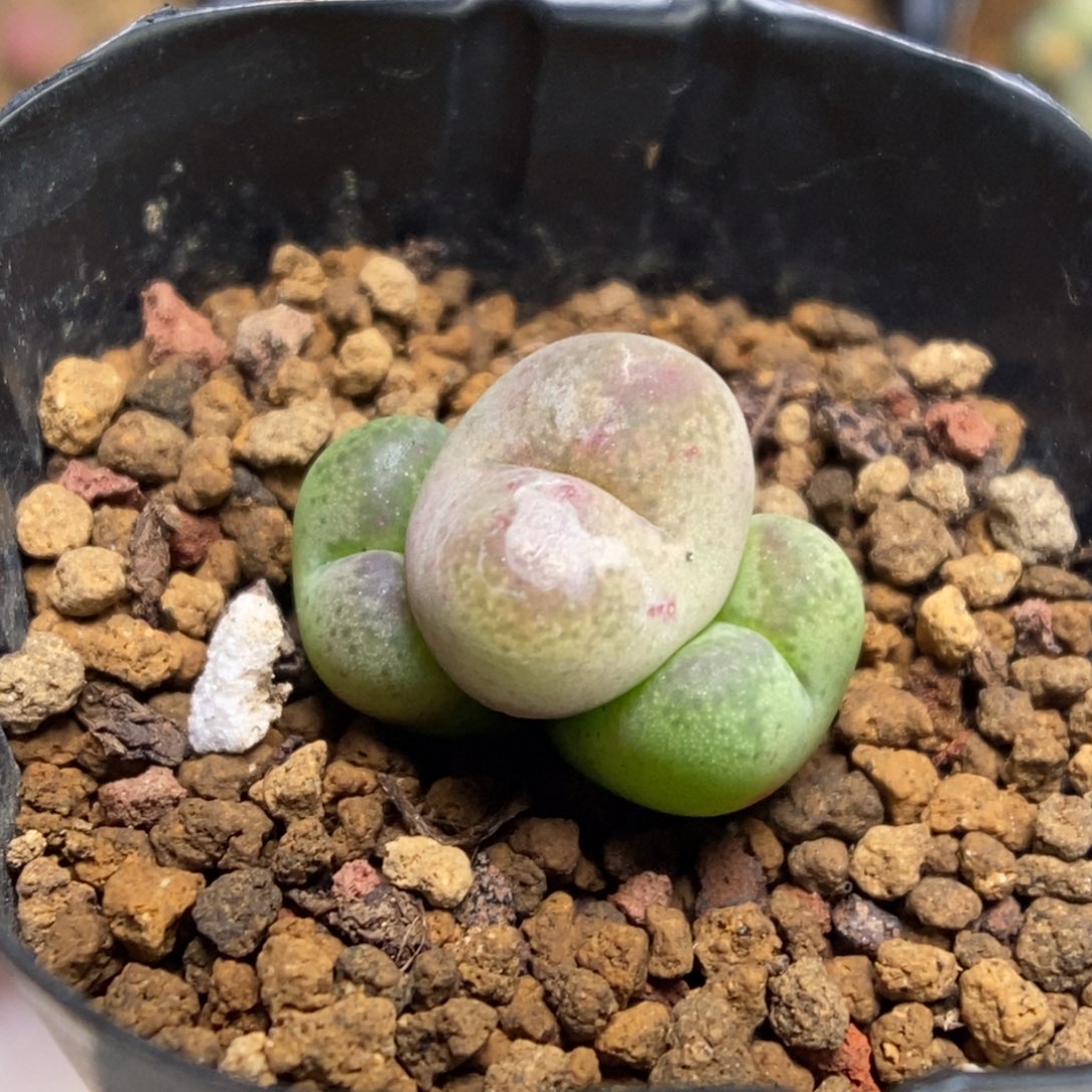 多肉植物肉锥杂交K-788