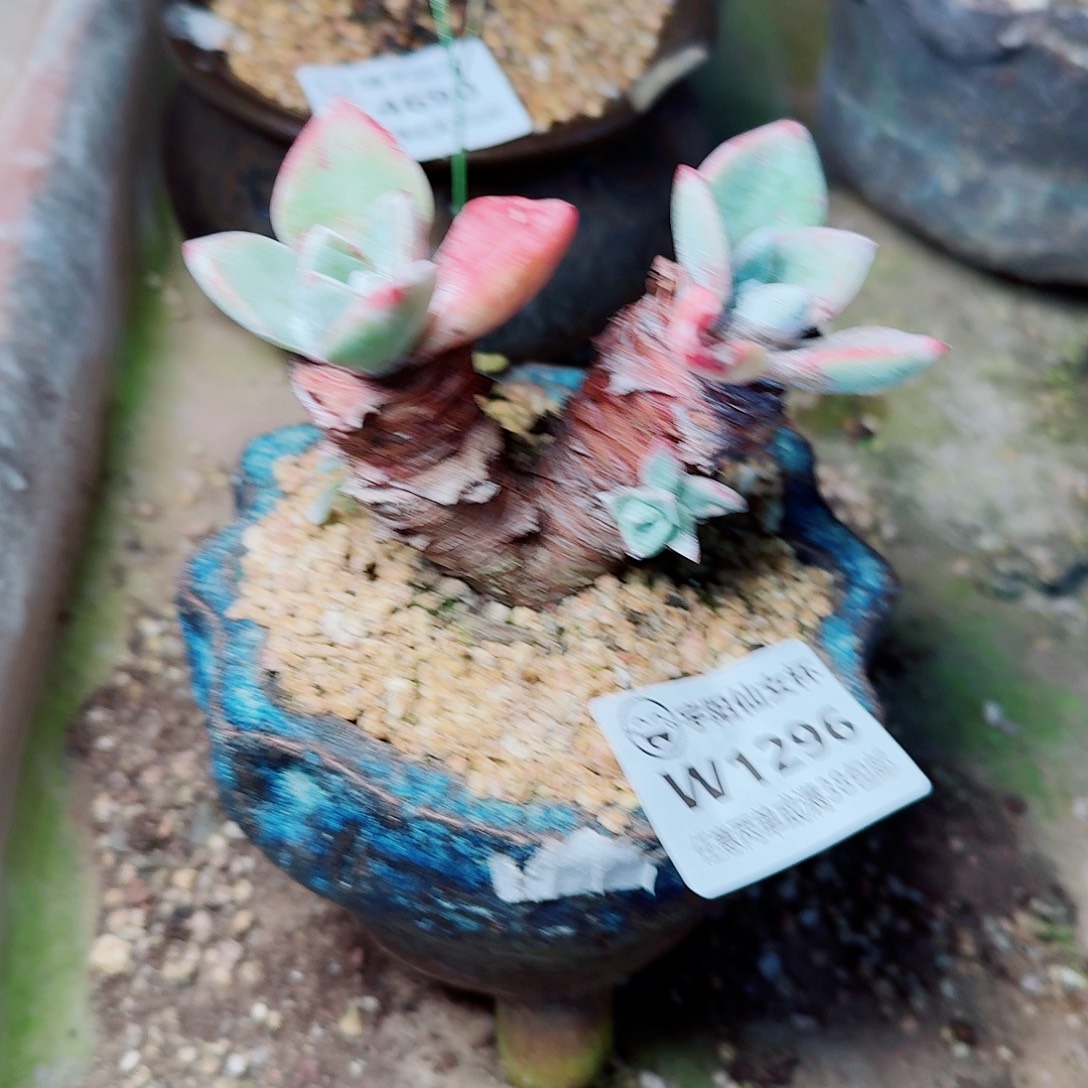 泡芙双头随机发多肉