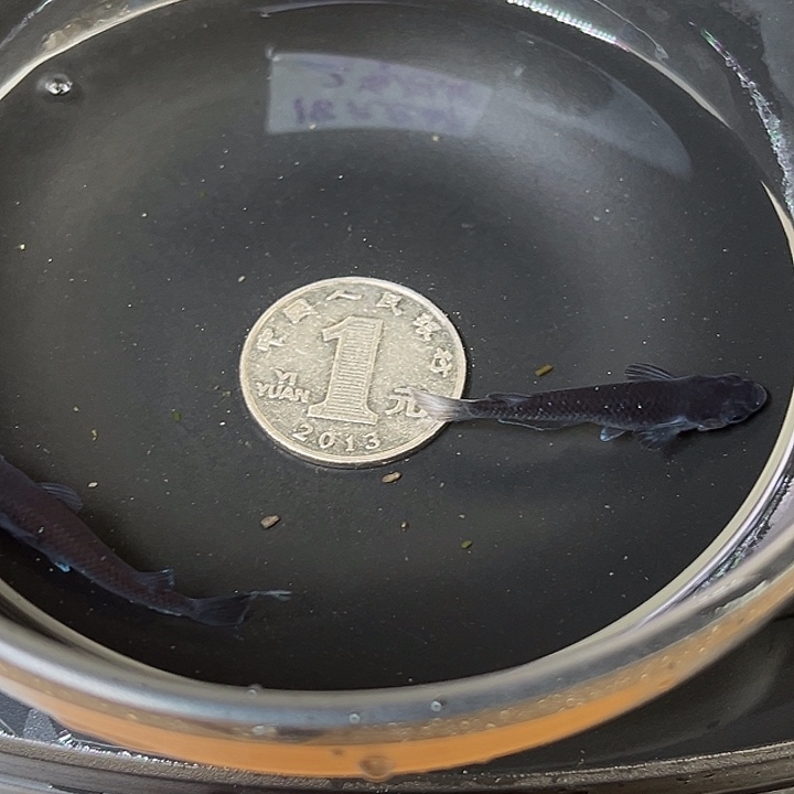 青鳉鱼曜变天目2条24号