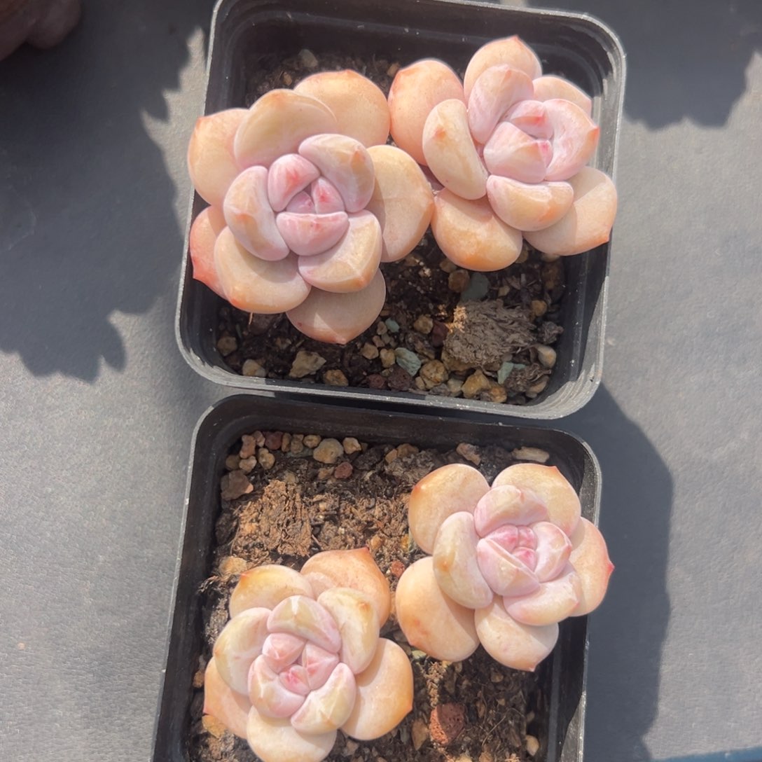 俩个双头紫梦露00000000