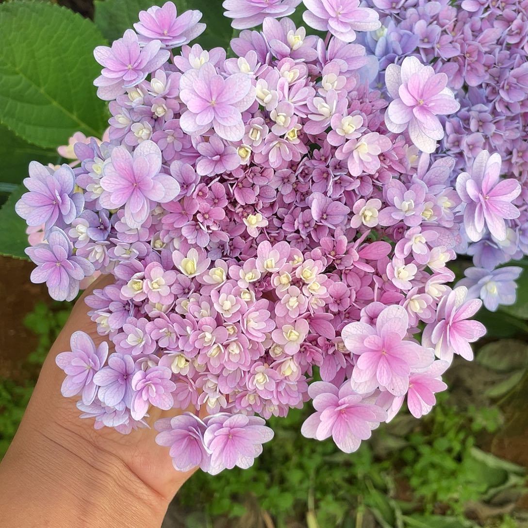 绣球切花一物一拍3枝起包邮，188