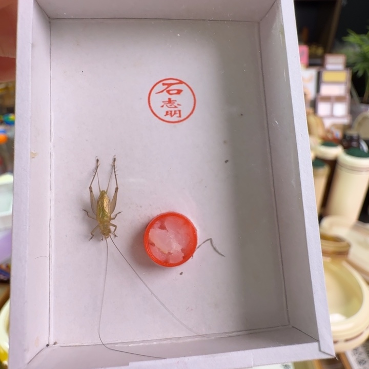 吉***祥b大黄龄一只合适合适