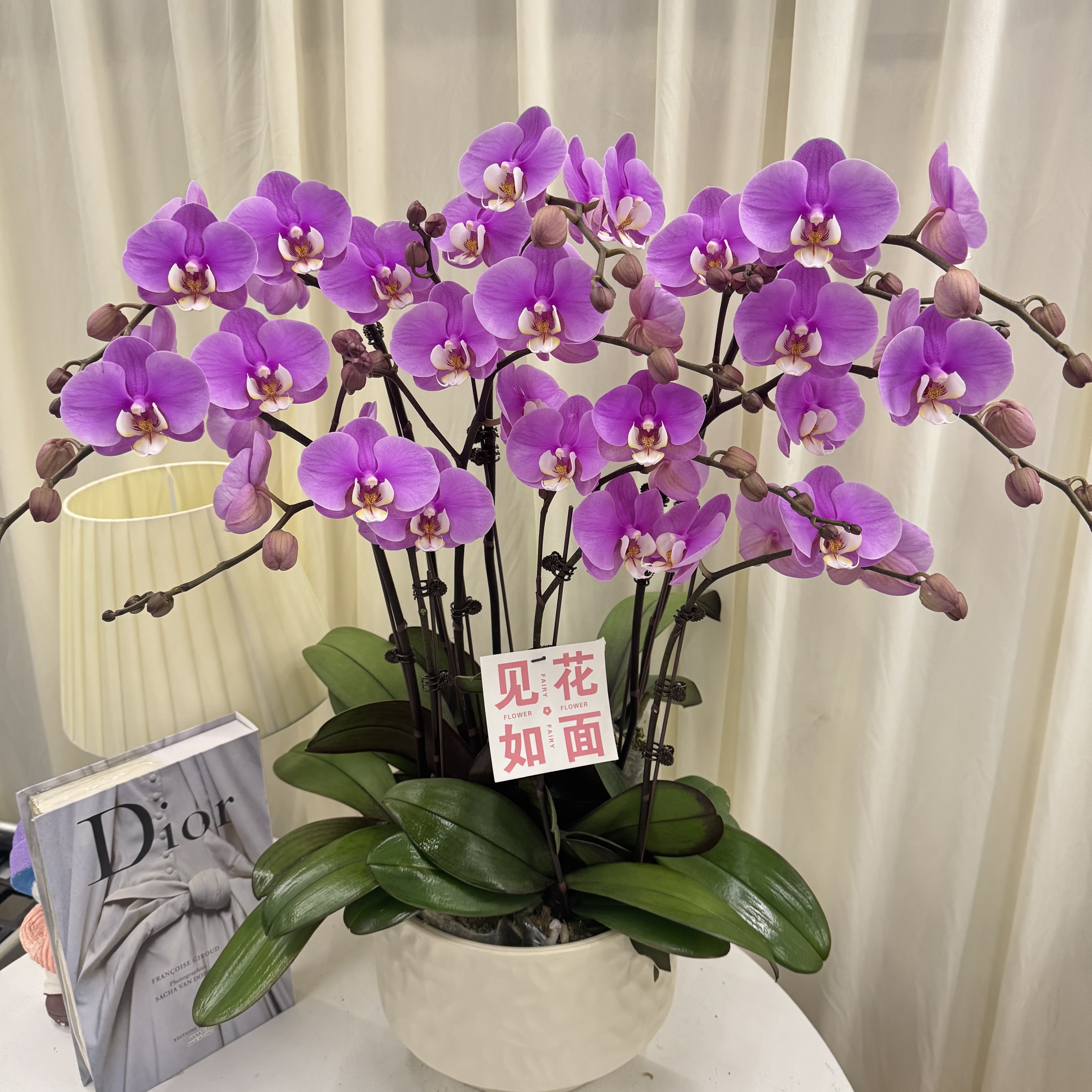 蝴蝶兰【安娜】欧品淡紫粉色系带花精致组盆鲜花绿植送礼带花花苞