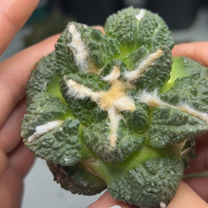 78 有根 仙人球的故事