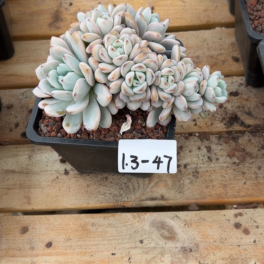 夏***央1.3-47星星雪多肉植物