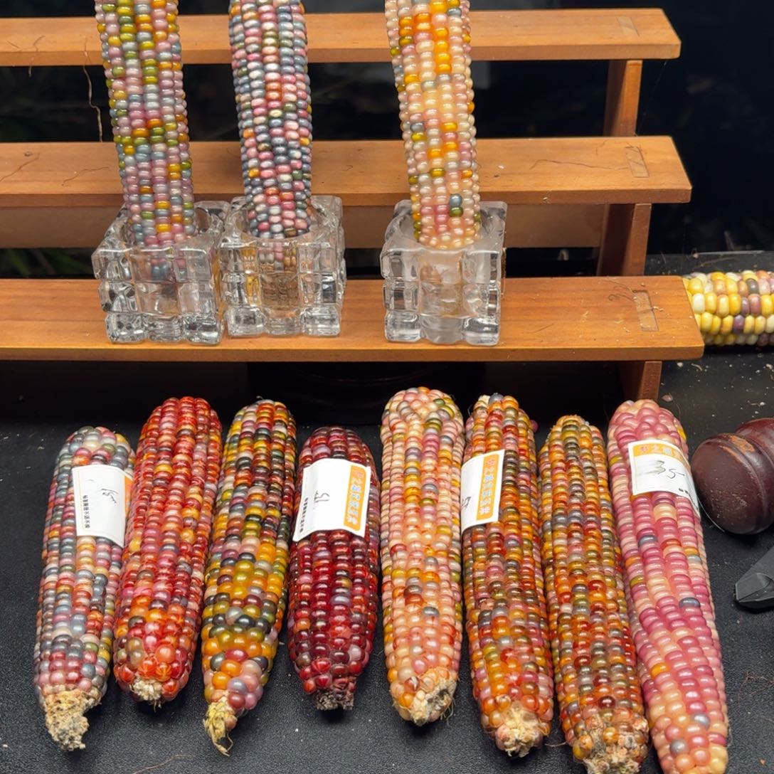 大****七彩宝石文玩玉米