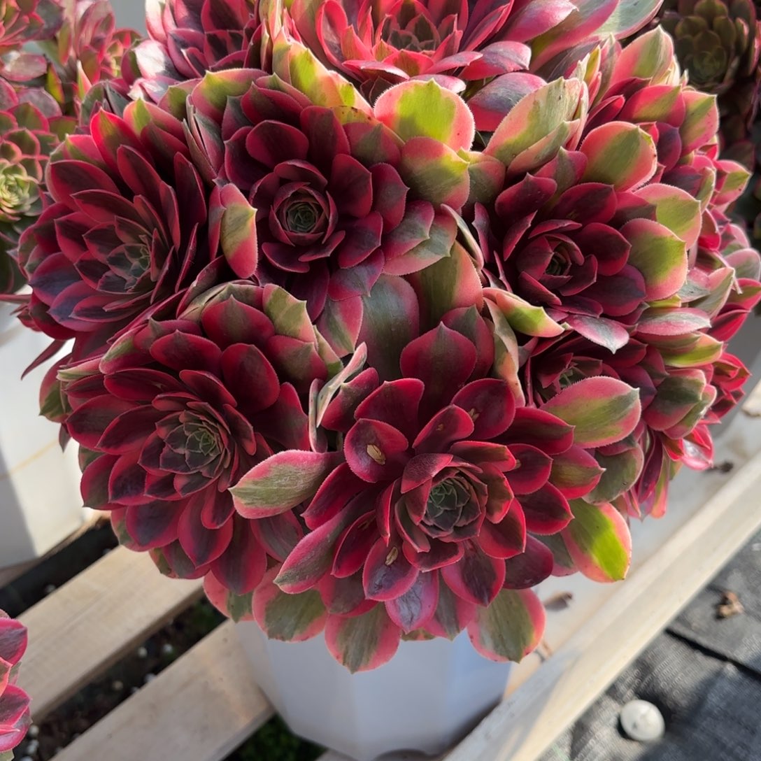 花好月又圆202509