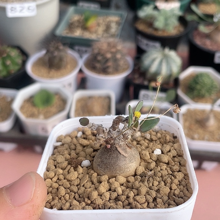 872恩特美厚墩菊块根