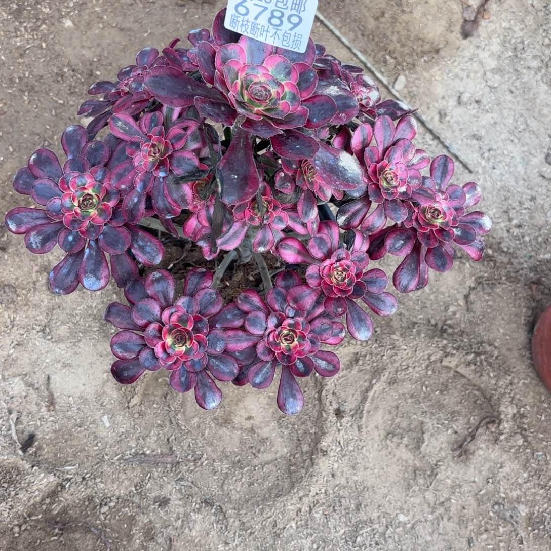 P. 6789丽娜多肉1，baaed