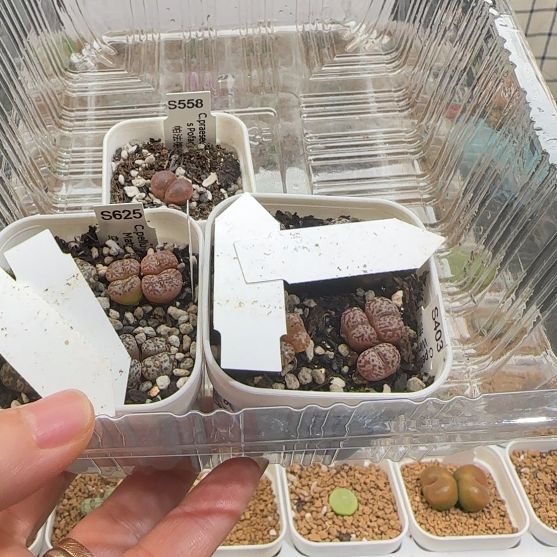 小***听肉锥多肉植物组合-1182