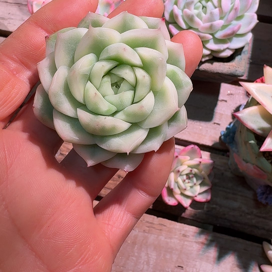 麦秆锦多肉多肉多肉